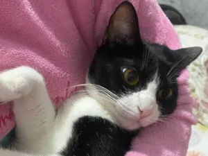 Gato raça SRD-ViraLata idade 1 ano nome Frajola