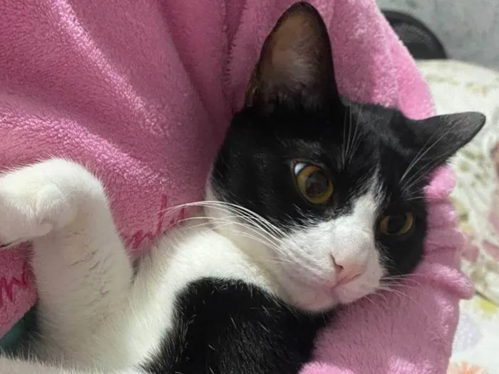 Gato ra a SRD-ViraLata idade 1 ano nome Frajola