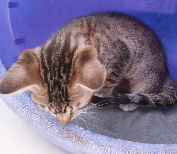 Gato ra a SRD-ViraLata idade 2 a 6 meses nome RITINHA TIGRADA