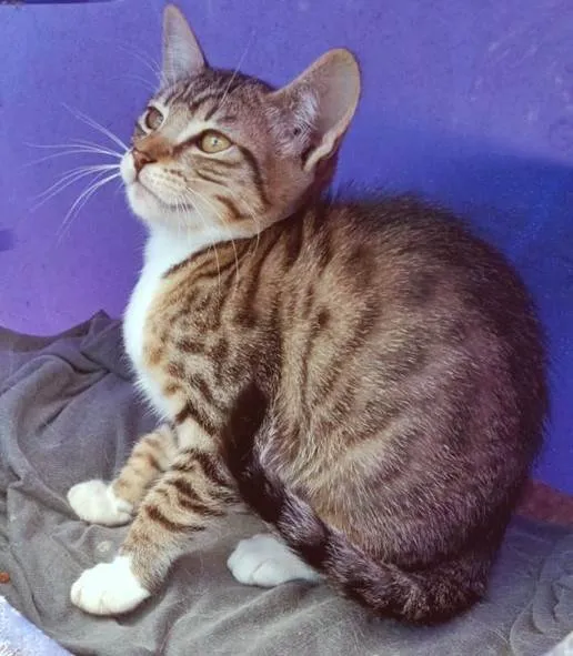 Gato ra a SRD-ViraLata idade 2 a 6 meses nome RITINHA TIGRADA
