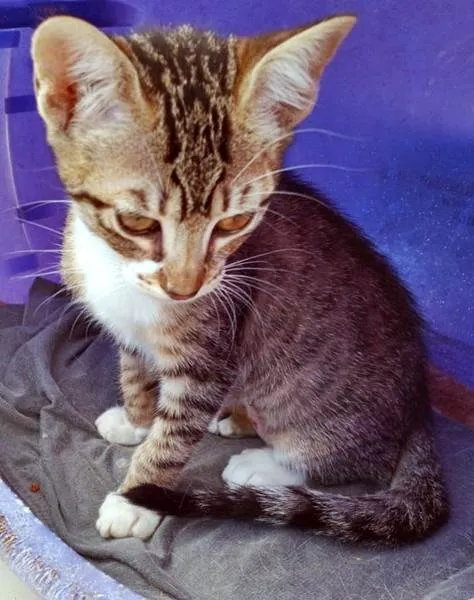 Gato ra a SRD-ViraLata idade 2 a 6 meses nome RITINHA TIGRADA
