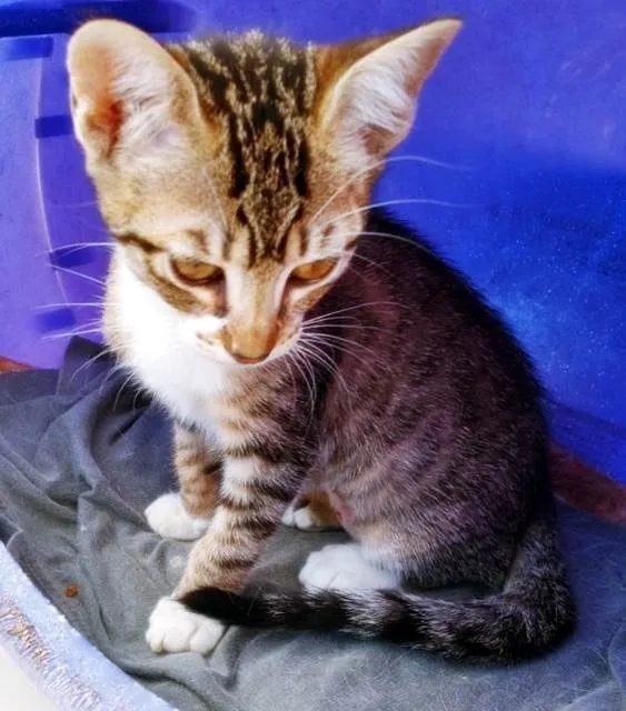 Gato ra a SRD-ViraLata idade 2 a 6 meses nome RITINHA TIGRADA