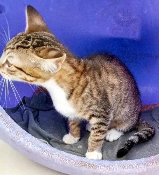 Gato ra a SRD-ViraLata idade 2 a 6 meses nome RITINHA TIGRADA