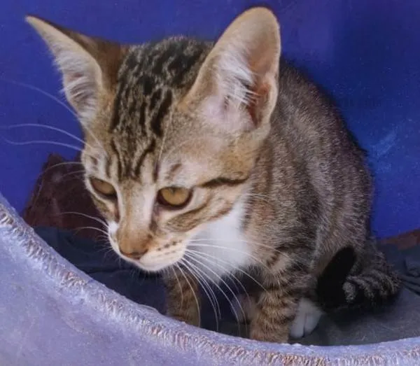 Gato ra a SRD-ViraLata idade 2 a 6 meses nome RITINHA TIGRADA