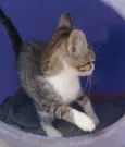 RITINHA TIGRADA