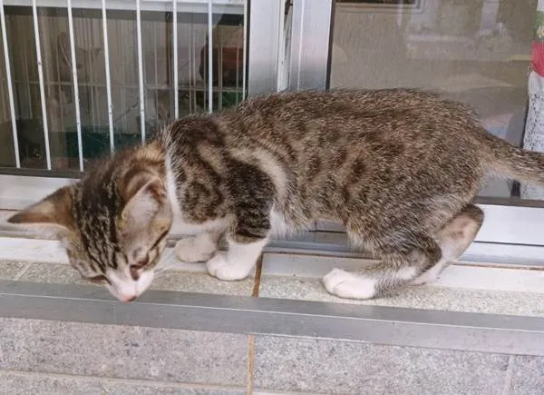 Gato ra a SRD-ViraLata idade 2 a 6 meses nome RITINHA TIGRADA