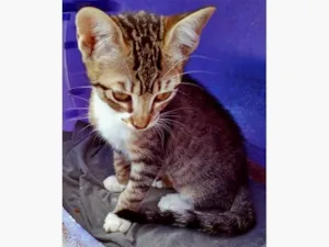 Gato raça SRD-ViraLata idade 2 a 6 meses nome RITINHA TIGRADA