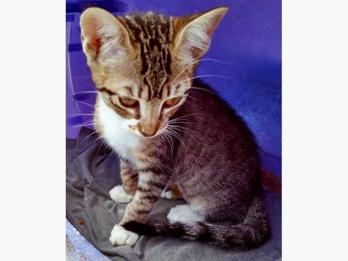 Gato ra a SRD-ViraLata idade 2 a 6 meses nome RITINHA TIGRADA