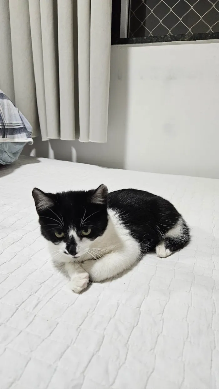 Gato ra a SRD-ViraLata idade Abaixo de 2 meses nome Doação de Frajola 