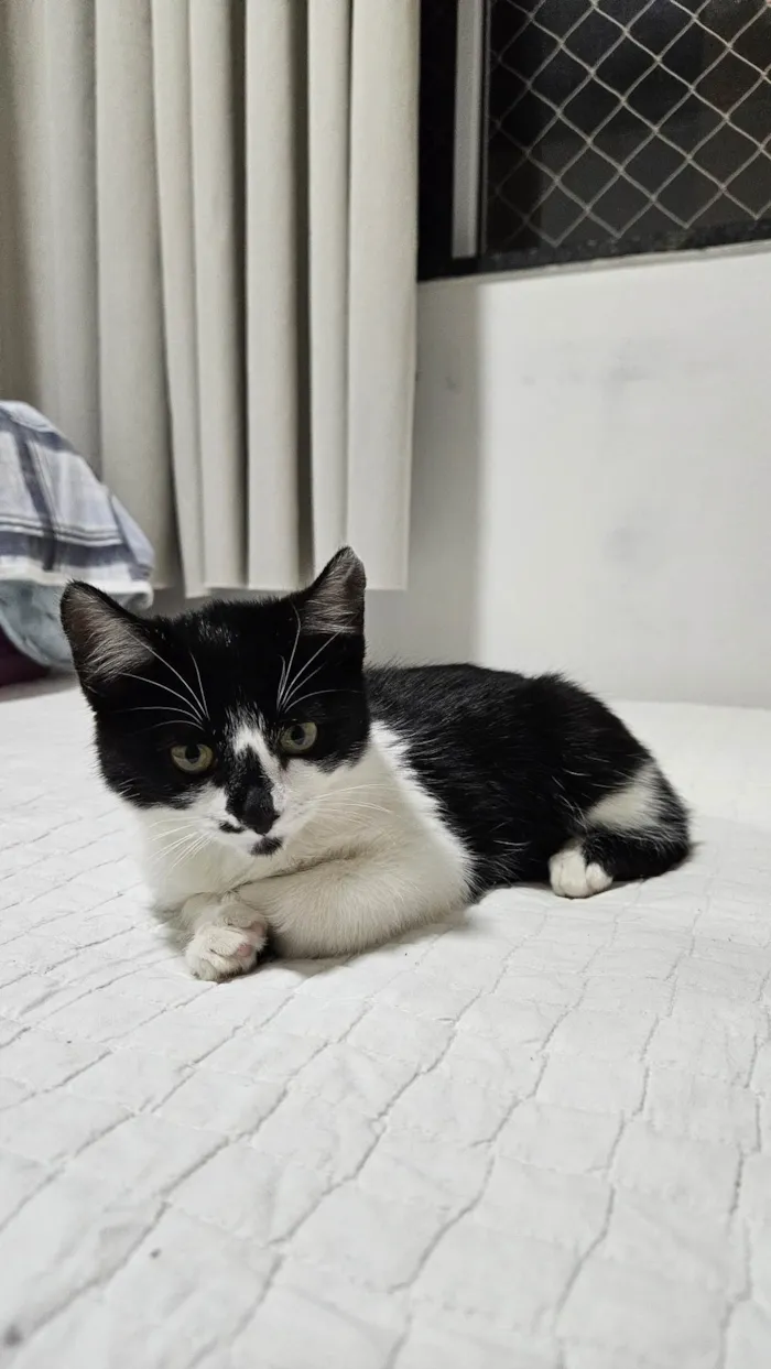 Gato ra a SRD-ViraLata idade Abaixo de 2 meses nome Doação de Frajola 