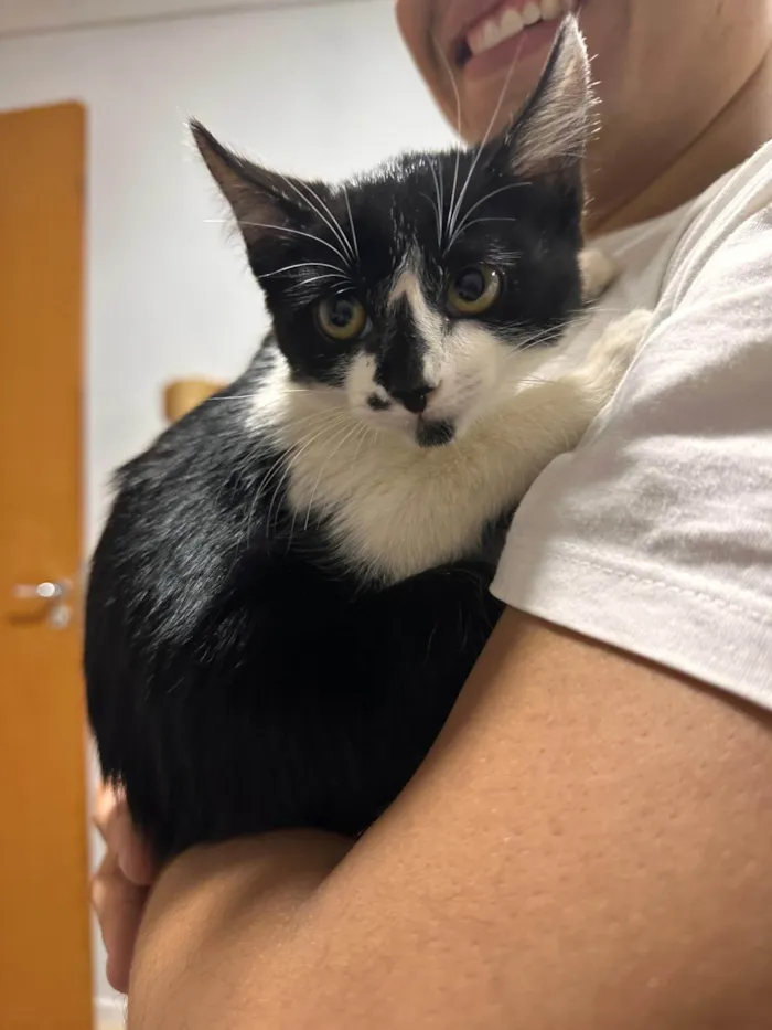 Gato ra a SRD-ViraLata idade Abaixo de 2 meses nome Doação de Frajola 