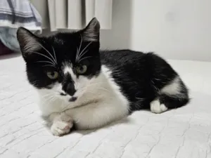 Gato raça SRD-ViraLata idade Abaixo de 2 meses nome Doação de Frajola 