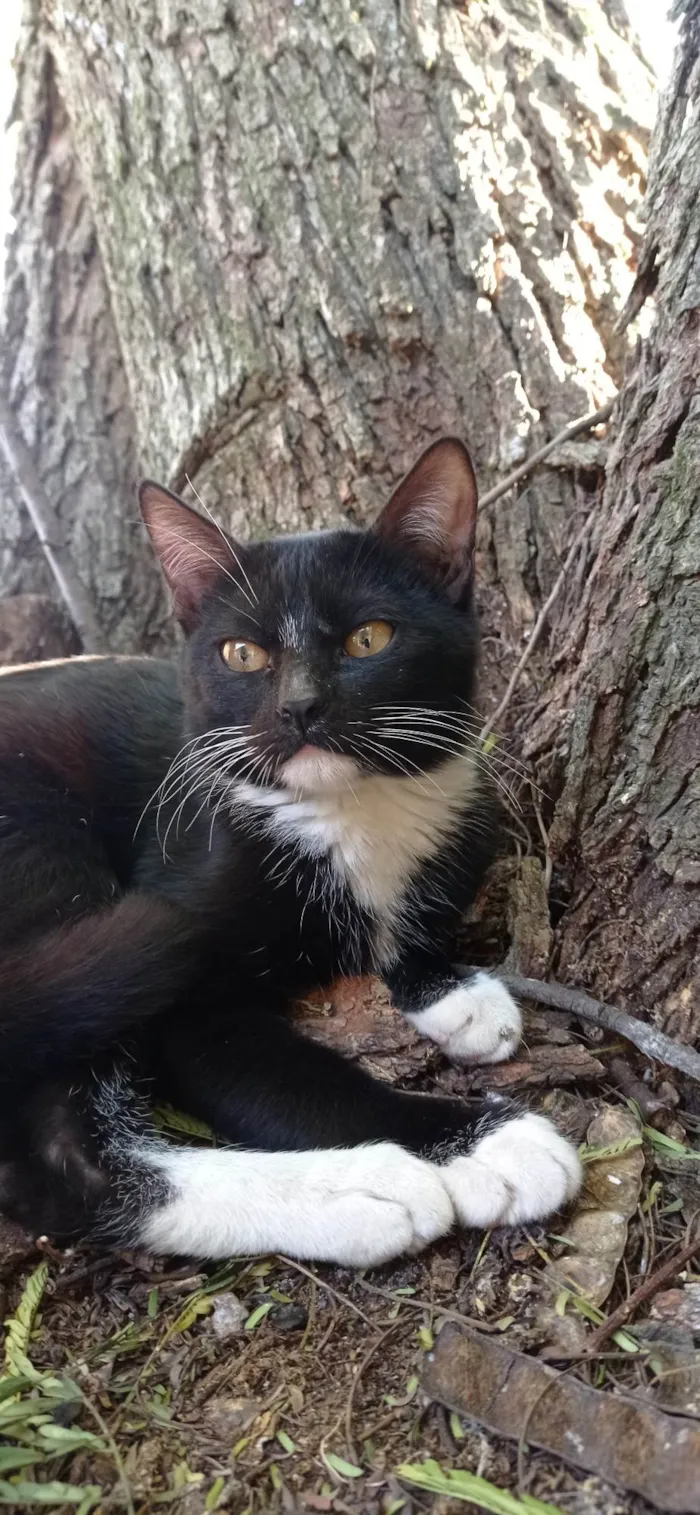 Gato ra a SRD-ViraLata idade 2 a 6 meses nome Não tem nome 