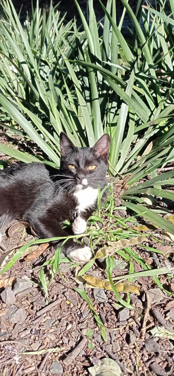 Gato ra a SRD-ViraLata idade 2 a 6 meses nome Não tem nome 