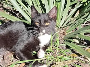 Gato raça SRD-ViraLata idade 2 a 6 meses nome Não tem nome 