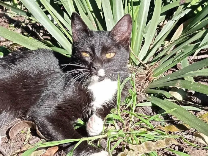 Gato ra a SRD-ViraLata idade 2 a 6 meses nome Não tem nome 