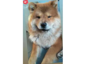 Cachorro raça Chow Chow idade 6 ou mais anos nome Ralfh