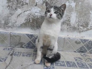 Gato raça SRD-ViraLata idade 2 a 6 meses nome Ainda não tem um nome