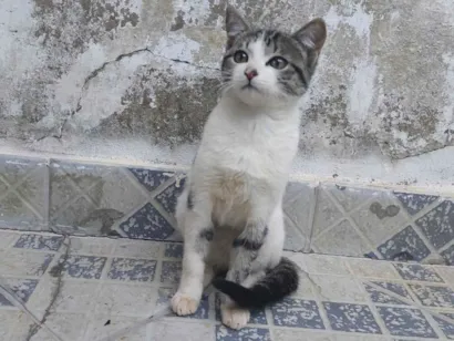 Gato raça SRD-ViraLata idade 2 a 6 meses nome Ainda não tem um nome