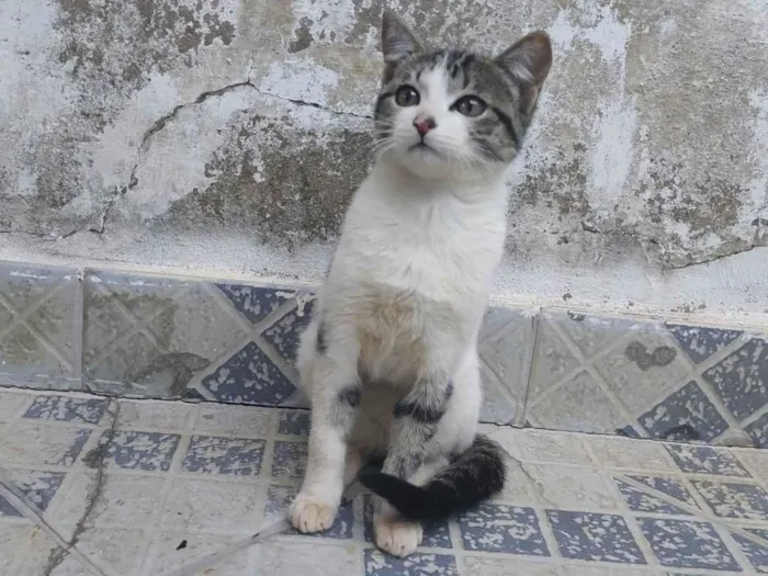 Gato ra a SRD-ViraLata idade 2 a 6 meses nome Ainda não tem um nome