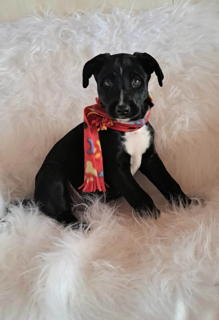 Cachorro ra a SRD-ViraLata idade Abaixo de 2 meses nome Bento