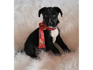 Cachorro raça SRD-ViraLata idade Abaixo de 2 meses nome Bento