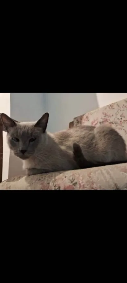 Gato raça Siamês idade 6 ou mais anos nome Nino
