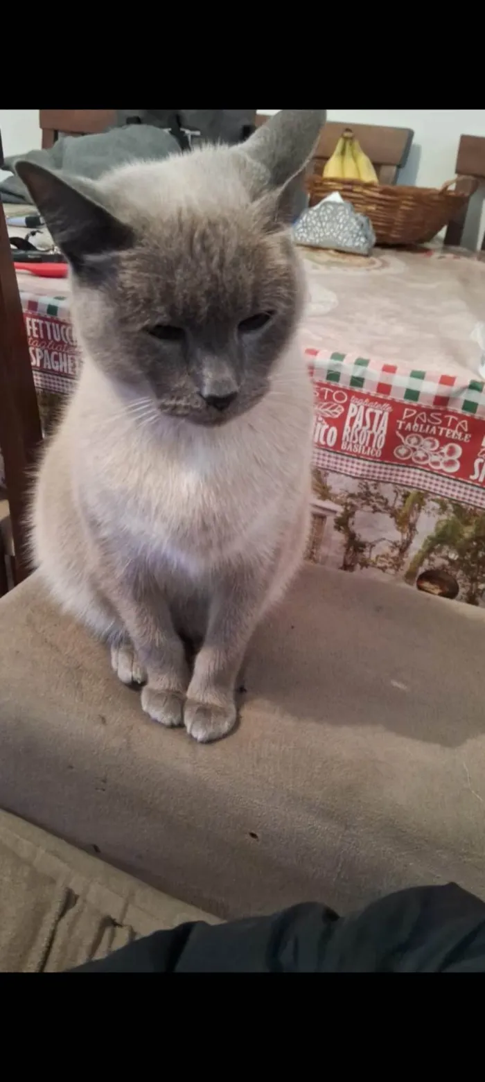 Gato ra a Siamês idade 6 ou mais anos nome Nino