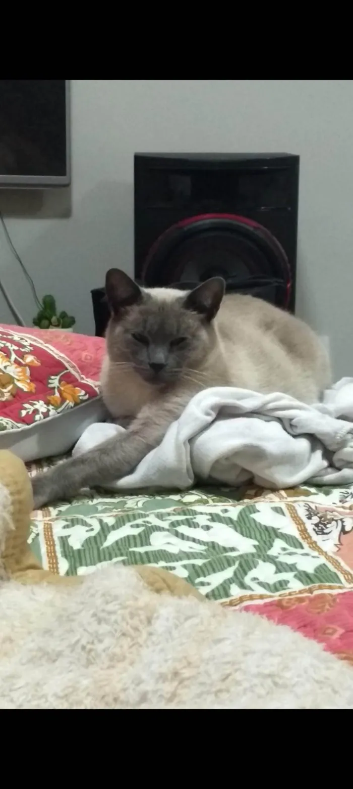 Gato ra a Siamês idade 6 ou mais anos nome Nino
