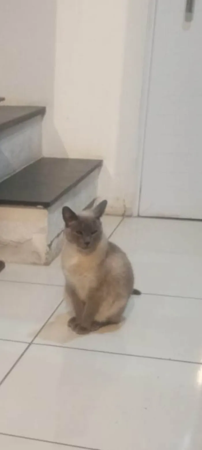 Gato ra a Siamês idade 6 ou mais anos nome Nino