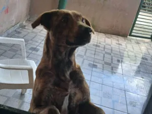Cachorro raça SRD-ViraLata idade 2 a 6 meses nome Falar com Camila - Whats 11 98615-7268