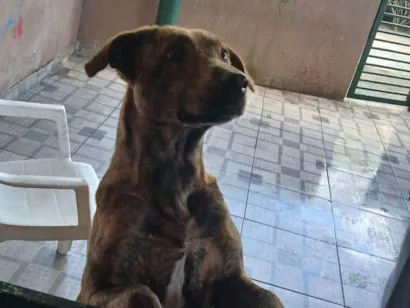 Cachorro raça SRD-ViraLata idade 2 a 6 meses nome Falar com Camila - Whats 11 98615-7268