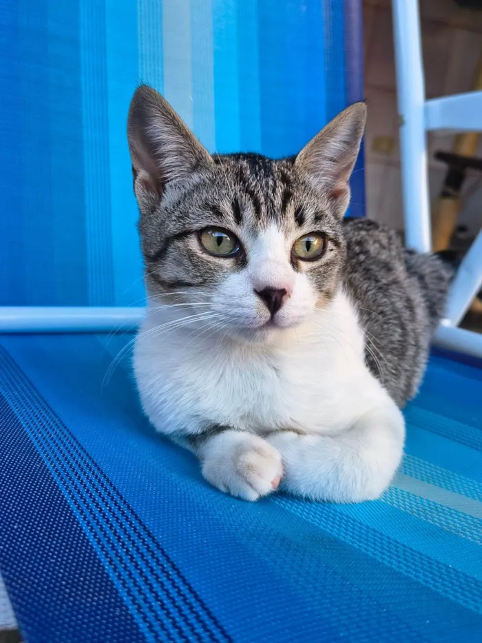 Gato ra a Siamês idade 2 a 6 meses nome Mai e Maki (provisório)