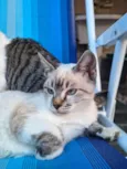 Mai e Maki (provisório)