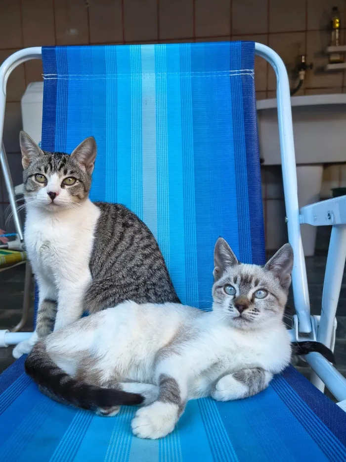 Gato ra a Siamês idade 2 a 6 meses nome Mai e Maki (provisório)