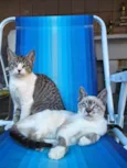 Mai e Maki (provisório)