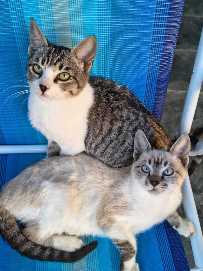 Gato ra a Siamês idade 2 a 6 meses nome Mai e Maki (provisório)