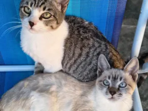 Gato raça Siamês idade 2 a 6 meses nome Mai e Maki (provisório)