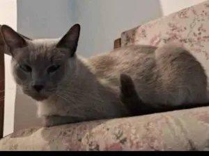 Gato raça Siamês idade 6 ou mais anos nome Nino