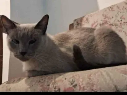 Gato raça Siamês idade 6 ou mais anos nome Nino