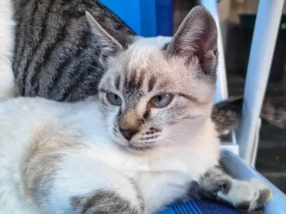 Gato raça Siamês idade 2 a 6 meses nome Mai e Maki (provisório)