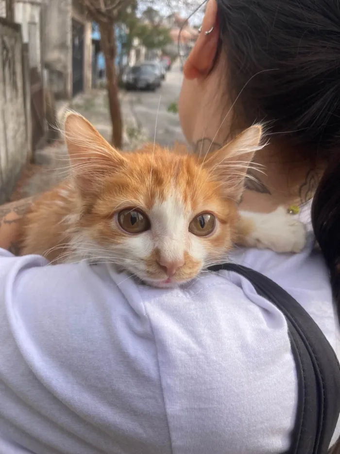 Gato ra a SRD-ViraLata idade 2 a 6 meses nome léo 