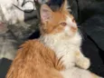 léo