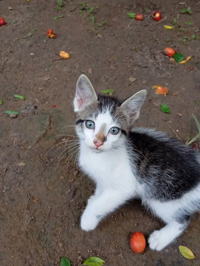 Gato ra a SRD-ViraLata idade 2 a 6 meses nome Pimentinha 