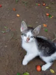 Pimentinha