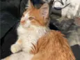 léo