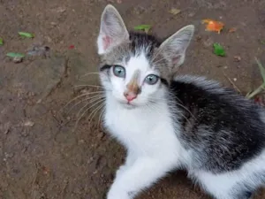 Gato raça SRD-ViraLata idade 2 a 6 meses nome Pimentinha 