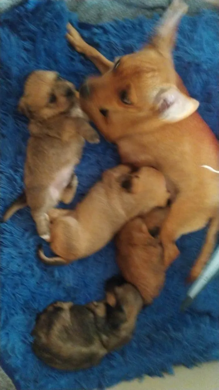 Cachorro ra a SRD-ViraLata idade 1 ano nome kaka totota 