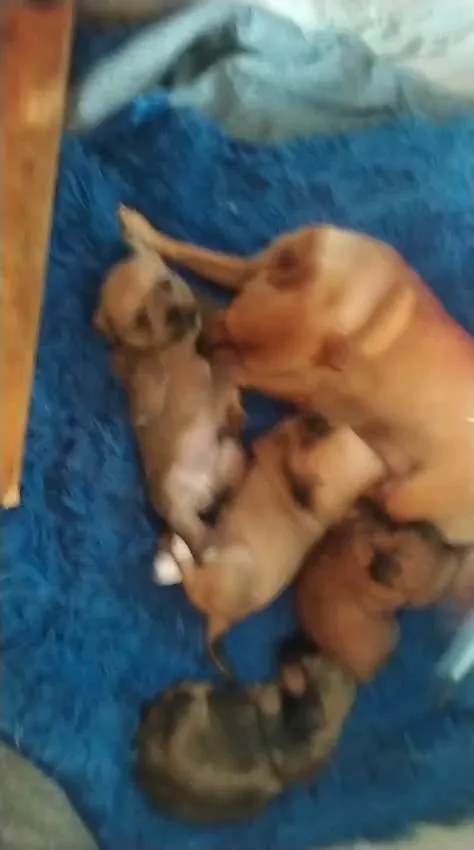 Cachorro ra a SRD-ViraLata idade 1 ano nome kaka totota 