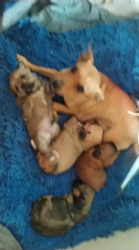 Cachorro ra a SRD-ViraLata idade 1 ano nome kaka totota 